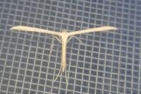 Emmelina monodactyla