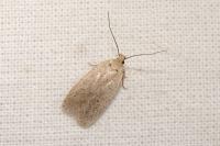 Agonopterix
