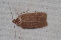Agonopterix rutana