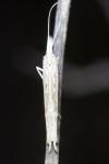 Ypsolopha mucronella