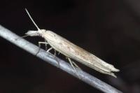 Ypsolopha mucronella
