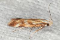 Mirificarma eburnella