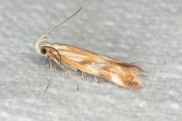 Mirificarma eburnella