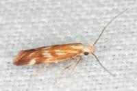 Mirificarma eburnella
