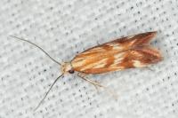Mirificarma eburnella