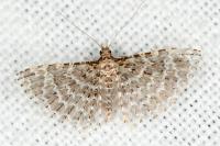 Alucita huebneri