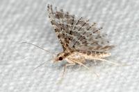 Alucita huebneri