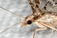 Alucita huebneri