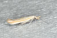 Coleophora oriolella