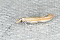 Coleophora oriolella