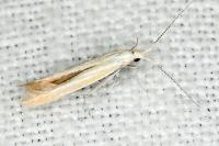 Coleophora oriolella