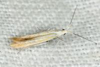 Coleophora oriolella