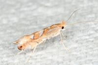 Phyllonorycter belotella