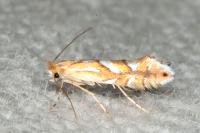 Phyllonorycter belotella