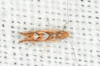 Phyllonorycter belotella