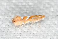 Phyllonorycter belotella
