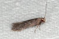 Stomopteryx spathulella