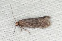 Stomopteryx spathulella
