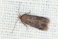 Stomopteryx spathulella