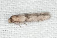 Blastobasis