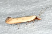 Mesophleps silacella