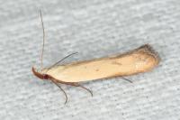 Mesophleps silacella