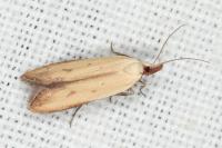 Mesophleps silacella