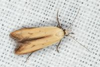 Mesophleps silacella