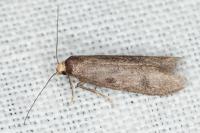 Agnoea
