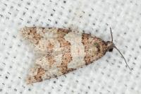 Isotrias