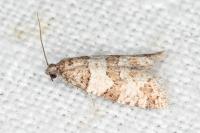 Isotrias