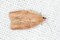 Clepsis consimilana