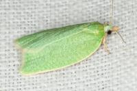 Tortrix viridana