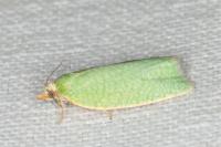 Tortrix viridana