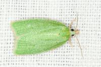 Tortrix viridana