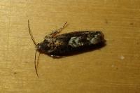 Pammene giganteana