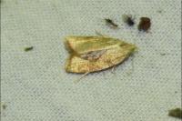 Aleimma loeflingiana