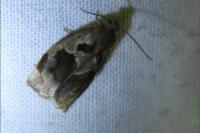 Archips crataegana