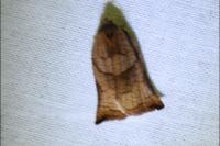 Archips podana
