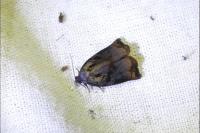 Archips podana