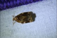 Archips xylosteana
