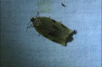 Choristoneura hebenstreitella