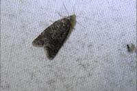 Cnephasia
