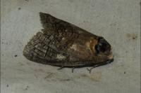 Cossus cossus