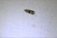 Crocidosema plebejana