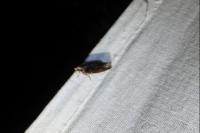 Cydia splendana
