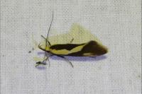 Harpella forficella