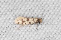 Eumasia parietariella