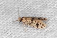 Eumasia parietariella