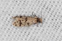 Eumasia parietariella